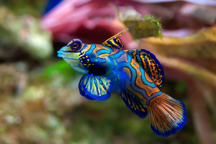 Mandarin Fish