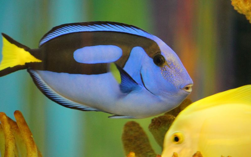 Dori
