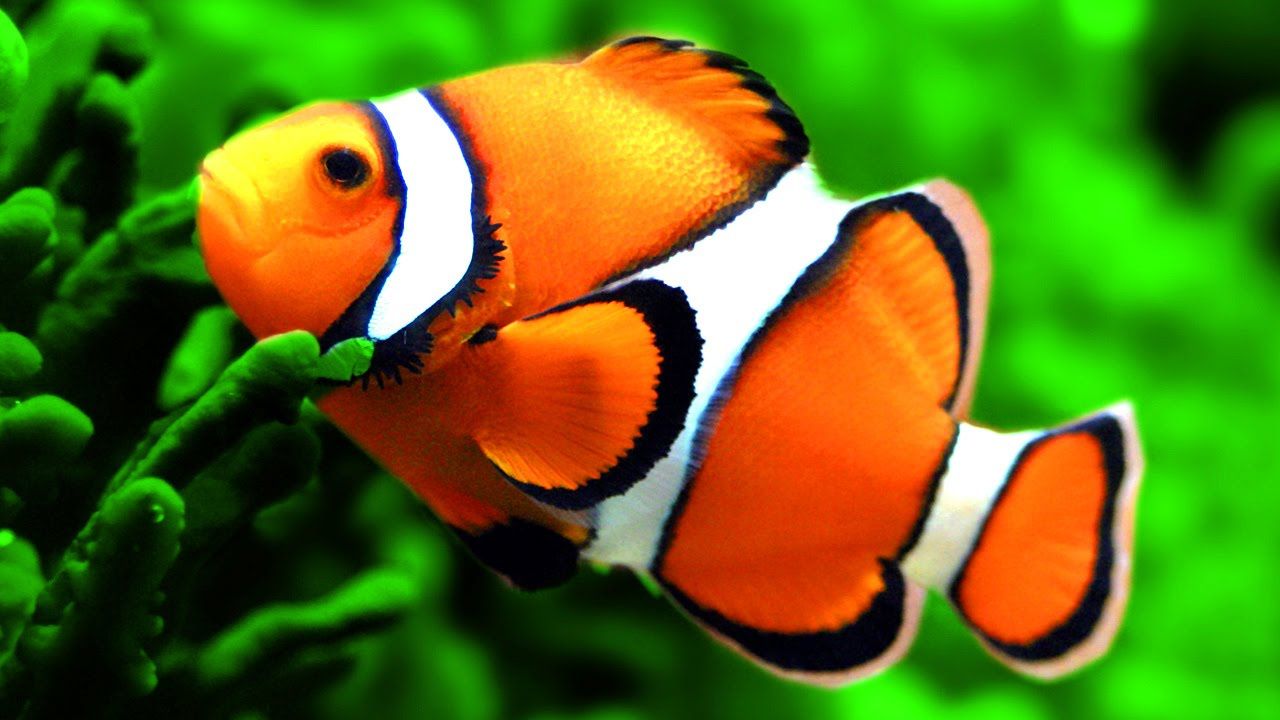Nemo
